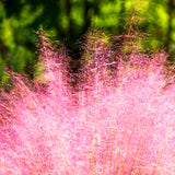 2 Live Pink Muhly Grass Plants, 5-9 Inch Tall For Indoor Outdoor Planting