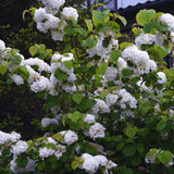 2 Live Snowball Viburnum Shrubs, Hardy Outdoor Plants, 1-2 Feet Tall Each