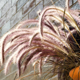 4 Red Purple Fountain Grass, Live Perennial Plants, 5-9 Inches In Height