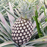 3 Live White Jade Pineapple Plants, Well-Rooted Fruit, 5-8 Inches Tall