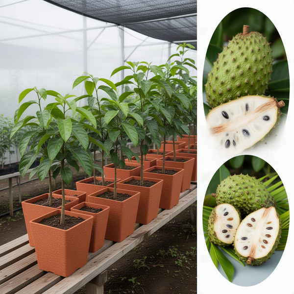Live Soursop Guanabana Fruit Tree, Well Rooted Plant, 6-10 Inches Tall