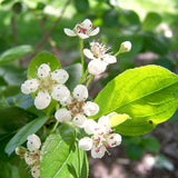 Live Black Chokeberry Plant, 8-14 Inches Tall In Quart Pot For Gardens