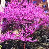 4 Eastern Redbud Flowering Trees, 6-12 Inch, Well-Rooted Live Tree Plants