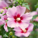 Potted Althea Flowering Shrub, Pink Rose Of Sharon Live Plant, 6-13 Inch