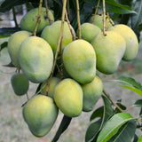 Live Sweet Mango Tree In 1 Gallon Pot, 2-3 Feet Tall For Garden Planting