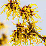 Live Yellow Witch Hazel Flowering Shrub Tree, 6-12 Inches Tall, Quart Pot