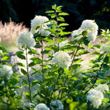 Cold-Hardy Hydrangea Live Plant, Pink To White Flowering Outdoor Shrub