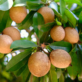 Live Sapodilla Fruit Tree, 6-10 Inches Tall, Well Rooted, Half Gallon Pot