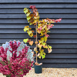 Redbud Flowering Tree In Quart Pot, Spring Blooms For Garden Border Use