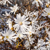 Live Star Magnolia Plant, Fragrant Blooms, 6-12 Inch Tall Garden Shrub