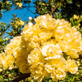 Live Climbing Rose Plant, Fragrant Flowers For Trellises And Garden Fences