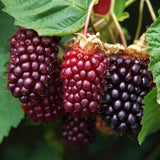 4 Boysenberry Live Plants, Sweet Hardy Berry Bushes, 5 To 8 Inch Height