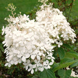 Cold-Hardy Hydrangea Live Plant, Pink To White Flowering Outdoor Shrub