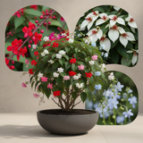 4 Mixed Clerodendrum Bleeding Heart Live Plants, 5-10 Inch Flower Vines