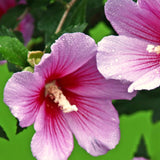 Live Pink Rose Of Sharon Flowering Shrub, Potted Plant, 6-13 Inches Tall