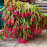 2 Live Pink Christmas Cactus Plants, 4-8 Inch Indoor Holiday Houseplant