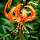 10 Orange Turks Cap Lily Bulbs, Tiger Lily Live Flowers For Outdoor Beds