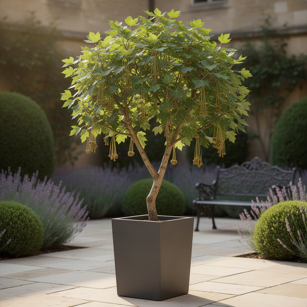 Sycamore Live Tree In Quart Pot, 7-10 Inches Tall, Fast-Growing Tree Plant