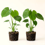 2 Monstera Deliciosa Live Tropical Houseplants, Approximately 5 Inches Tall