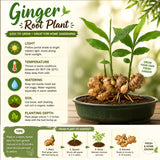 3 Live Ginger Flower Plants, Well-Rooted Culinary Herbs, 4-7 Inches Tall