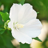 Live White Rose Of Sharon Shrub Plant, Upright Flowering, 6-10 Inches Tall