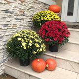 2 Live Mixed Mums Flower Plants For Patio Containers, 5-7 Inches, Late Fall