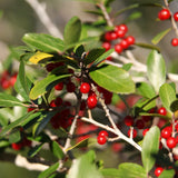 Live Yaupon Holly Shrub, 4-6 Inch Upright Plant For Landscape Border Areas