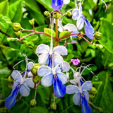 2 Blue Butterfly Clerodendrum Live Plants, Bell Flower Vine, Shade Garden