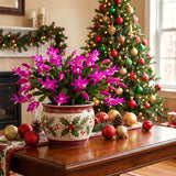 2 Holiday Houseplants, Live Purple Christmas Cactus Plants, 4-8 Inches Tall
