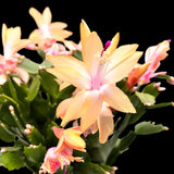 Live Yellow Thanksgiving Cactus Plant, 4-7 Inch Tall Christmas Houseplant