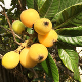 Live Loquat Tree Seedling, 5-9 Inches Tall In 4 Inch Pot, Cold Hardy Plant