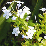 3 White Plumbago Live Plants, 4-6 Inch Tropical Perennial Flower Shrubs
