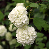 Live White Snowball Viburnum Shrub, Potted Garden Plant, 8-12 Inches Tall