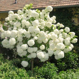 Live Silver Dollar White Hydrangea Plant, Perennial Shrub, 5-9 Inches Tall