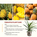 Live Pineapple Starter Plant, 5-8 Inches Tall, Growing In Patio Containers