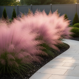 2 Pink Muhly Grass Live Plants, 5-9 Inch Perennial Ornamentals For Gardens