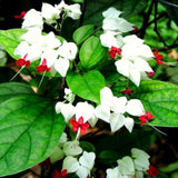 2 Live Clerodendrum Plants, Assorted Bleeding Heart Flowering Vine Set