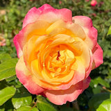 Live Peace Rose Bush, 5-10 Inch Starter Plant For Indoor Or Outdoor Use