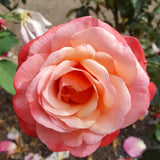 Live Coral Rose Bush, 5-10 Inch Heirloom Plant For Beds And Containers
