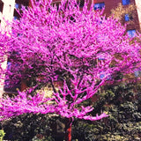 2 Live Redbud Trees, 6-12 Inch Dormant Bare Root Flowering Landscape Plants