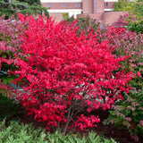 10 Live Dwarf Burning Bush Plants, Landscape Shrubs For Yard Landscape Use