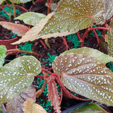2 Live Pink Spot Begonia Maculata Plants, Angel Wing, 5-9 Inches Tall Set