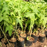 Tropical Fruit Tree, Dwarf Red Sweet Papaya Live Plant, Half-Gallon Pot