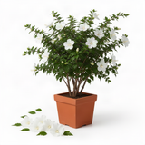 White Rose Of Sharon Live Shrub, 6-13 Inch Potted Garden Hibiscus Plant