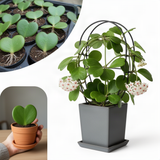Hoya Kerrii Indoor Vine, Live 4-6 Inch Plant For Shelves And Home Decor