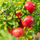 Live Pomegranate Fruit Tree Plant, Wonderful Variety, 5-10 Inches Tall