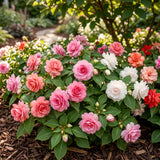 2 Live Double Impatiens Starter Plants, Assorted Colors, 3-5 Inches Tall
