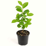 Pink Viburnum Flowering Shrub, 6-10 Inch Live Plant For Outdoor Gardens