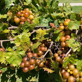 2 Live Bronze Muscadine Grape Vines, Sweet Fruit Plants, 5-8 Inches Tall