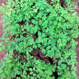 Live Drumstick Tree Plant, Moringa Oleifera Perennial Herb, 4 Inch Pot